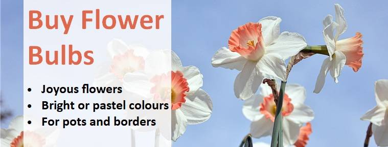Buy Flower Bulbs Banner 11